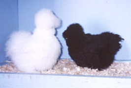 Black Silkie